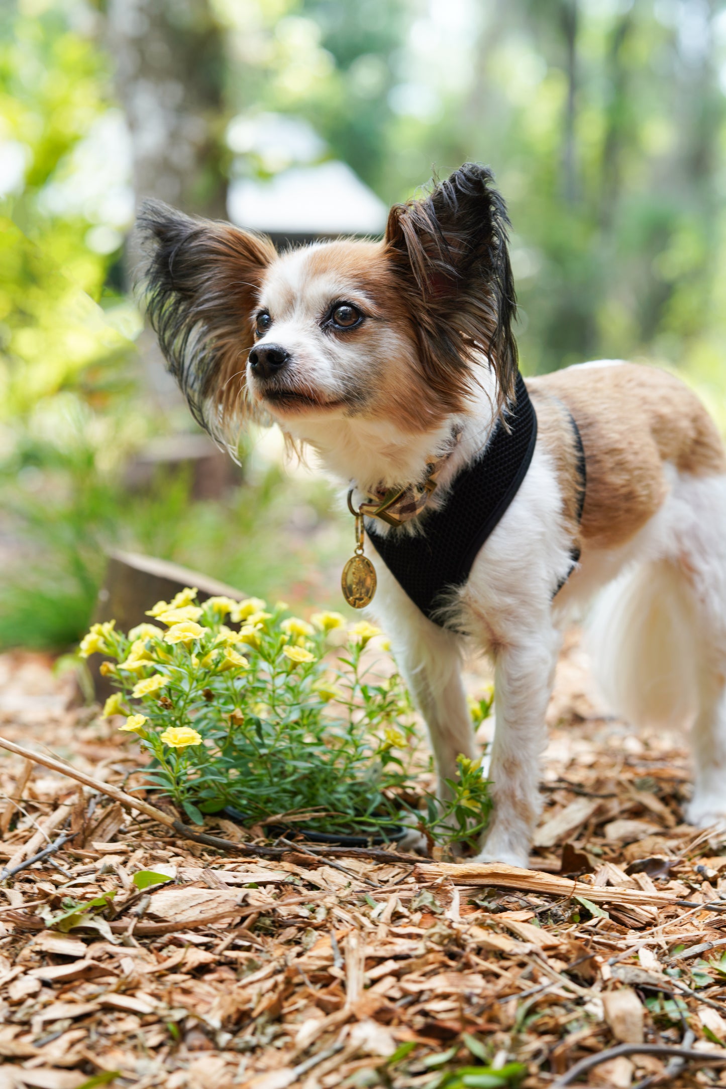 Gold Saint Francis Pet Tag-Limited Edition