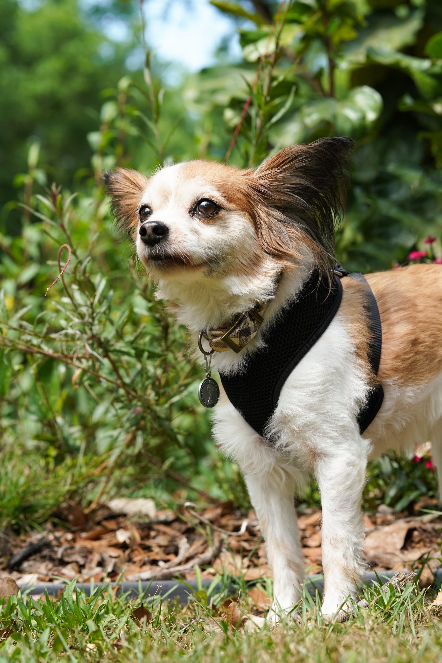 Saint Francis Pet Tag